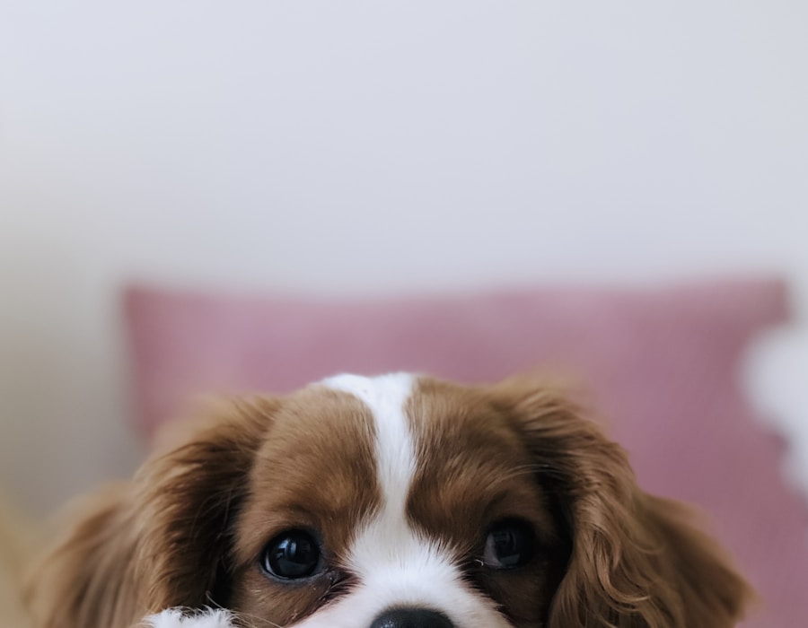 Pets 2