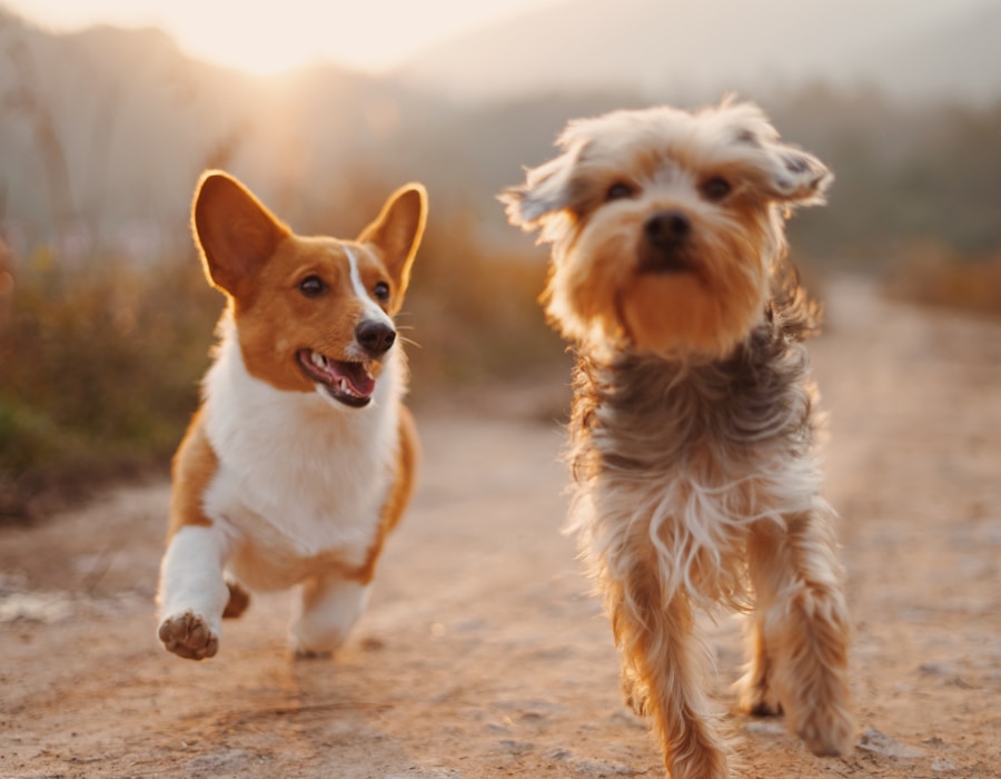 Pets 3